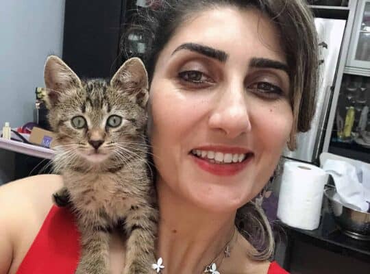 Kayıp Kedi