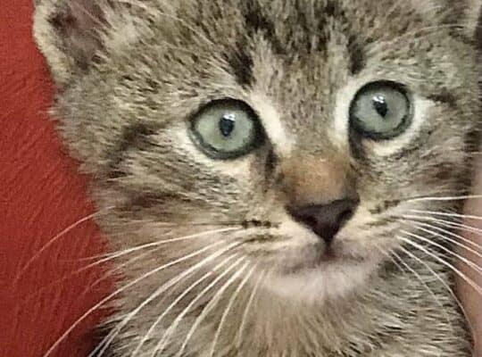 Kayıp Kedi