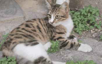 Kayıp Kedi Zuzu