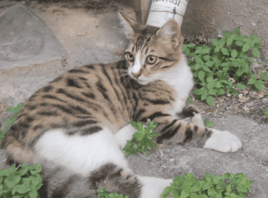 Kayıp Kedi Zuzu