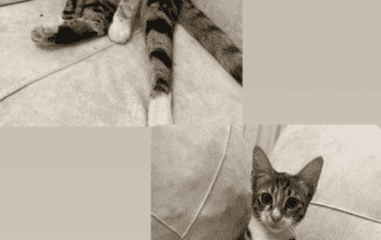 Kayıp Kedi Fıstık