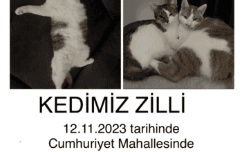 Kayıp Kedi