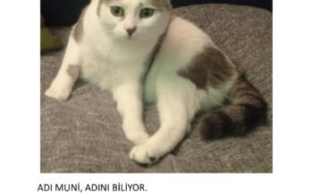 Kayıp Kedi Muni
