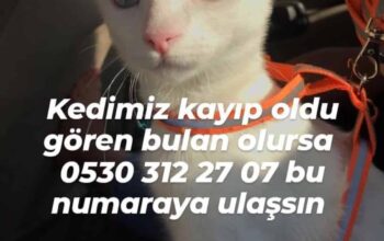 Kayıp Kedi