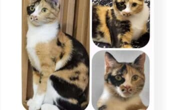Kayıp Kedi