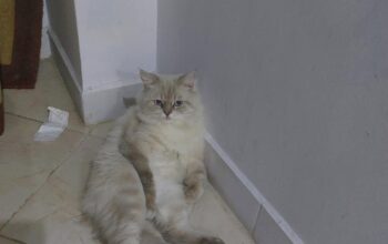 Kayıp Kedi