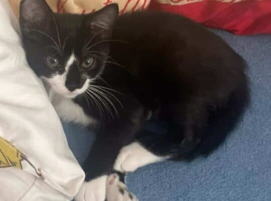 Kayıp Kedi