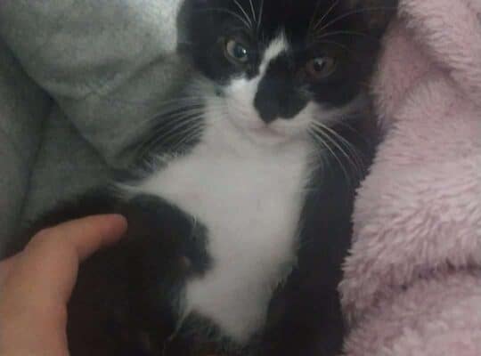 Kayıp Kedi