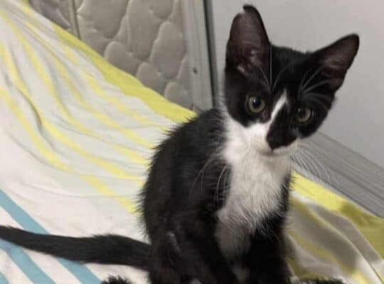 Kayıp Kedi