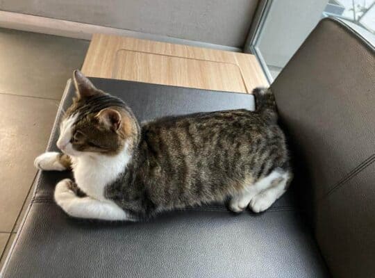 Kayıp Kedi