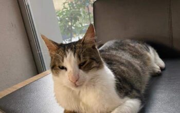 Kayıp Kedi