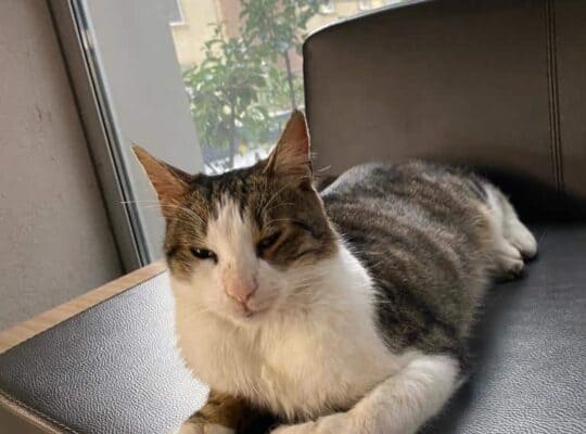 Kayıp Kedi