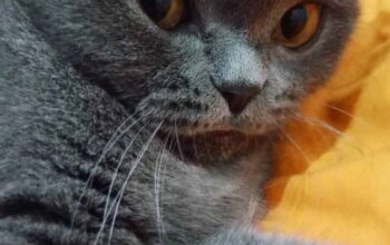 Kayıp Kedi Lina