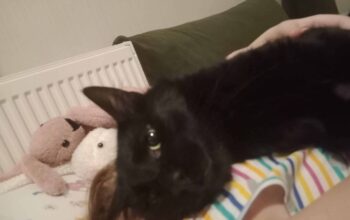 Kayıp Kedi Kitty
