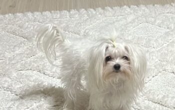 Kayıp Köpek Reyna