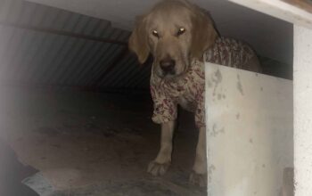 Bulunan Köpek
