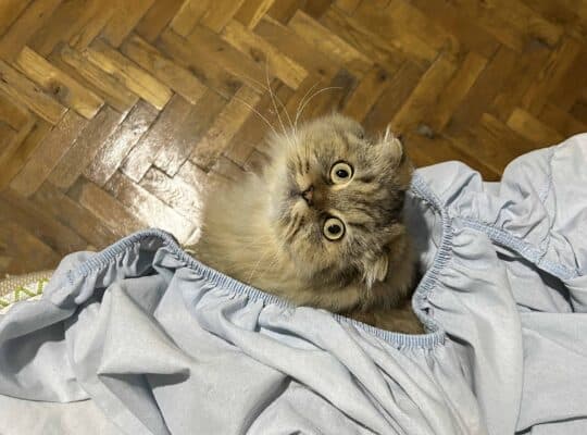 Kayıp Kedi