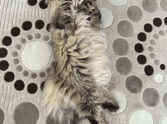 Kayıp Kedi