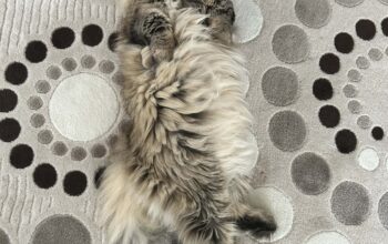 Kayıp Kedi