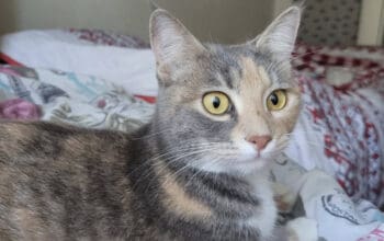 Kayıp Kedi
