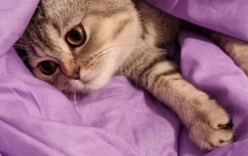 Kayıp Kedi Kaju