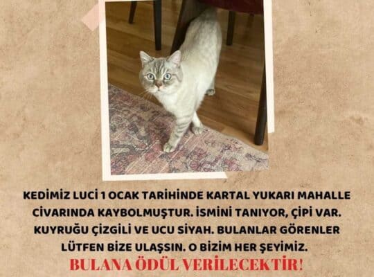 Kayıp Kedi Luci