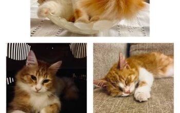 Kayıp Kedi