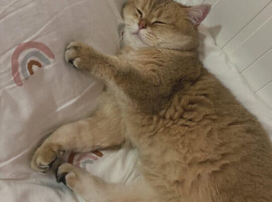 Kayıp Kedi Mia