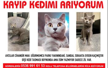 Kayıp Kedi Balam