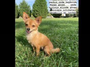 Kayıp Köpek Leo