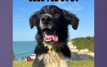 Kayıp Köpek