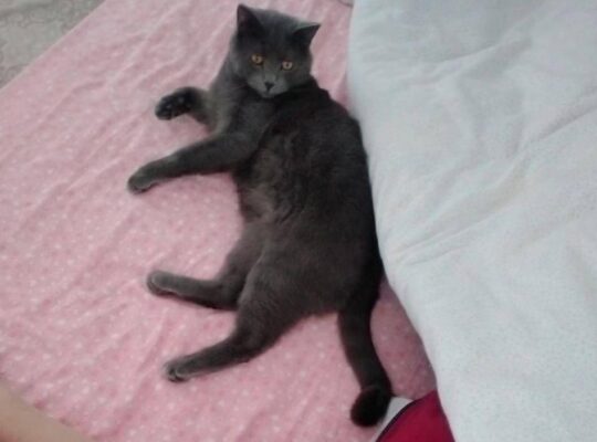 Kayıp Kedi Socrates