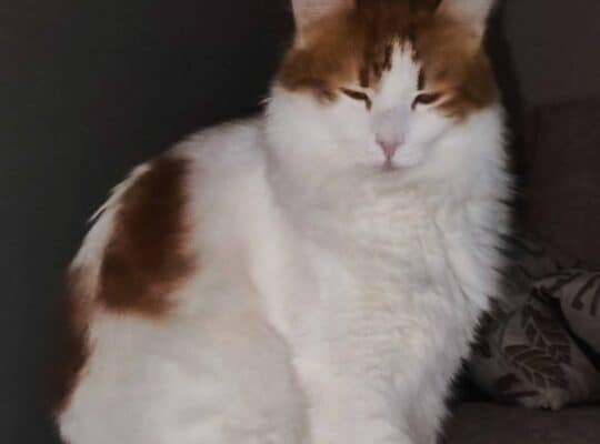 Kayıp Kedi Pamuk