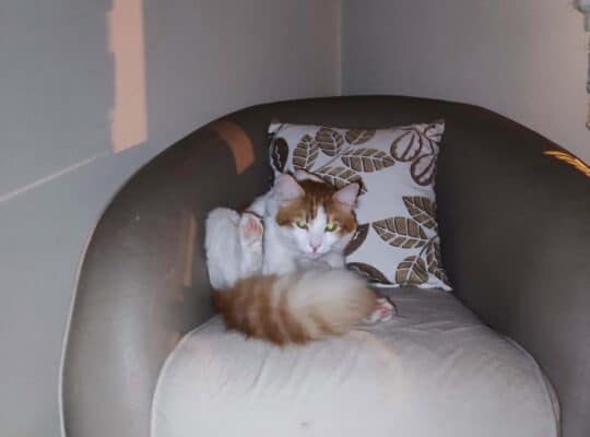 Kayıp Kedi Pamuk