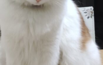 Kayıp Kedi Pamuk