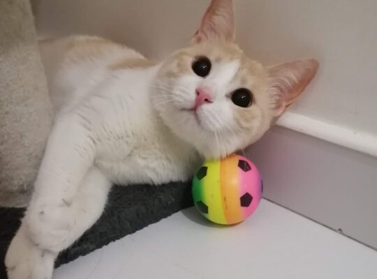 Kayıp Kedi