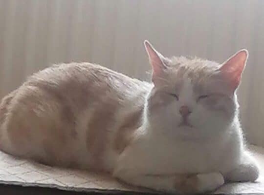 Kayıp Kedi