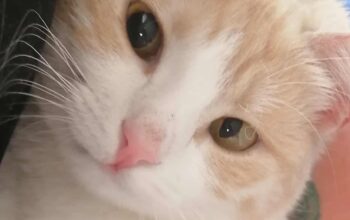 Kayıp Kedi