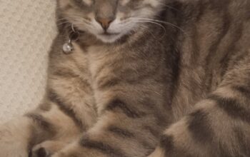 Bulunan Kedi