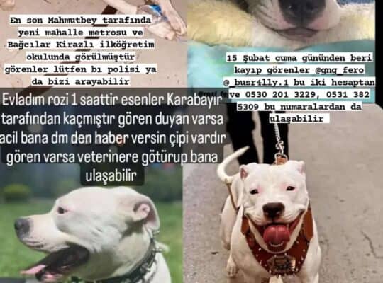 Kayıp Köpek Rozi