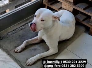 Kayıp Köpek Rozi