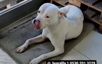 Kayıp Köpek Rozi