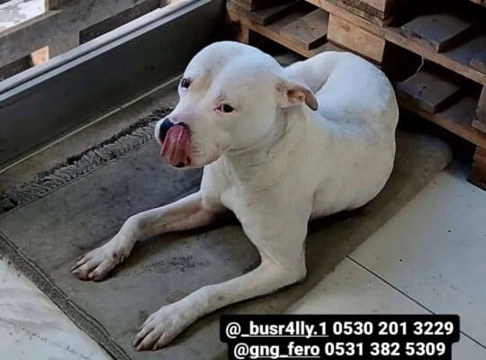 Kayıp Köpek Rozi