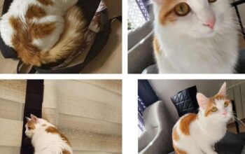 Kayıp Kedi