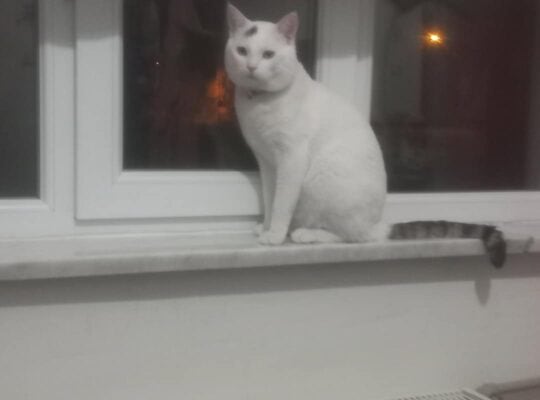 Kayıp kedi