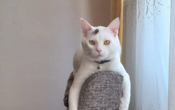 Kayıp kedi
