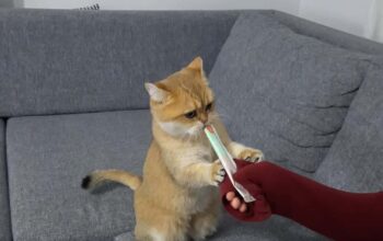 Kayıp Kedi Mia