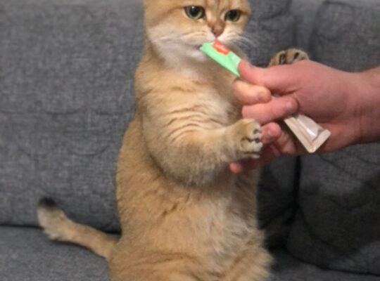 Kayıp Kedi Mia