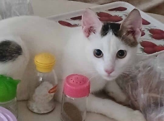 Kayıp Kedi Pamuk