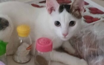 Kayıp Kedi Pamuk